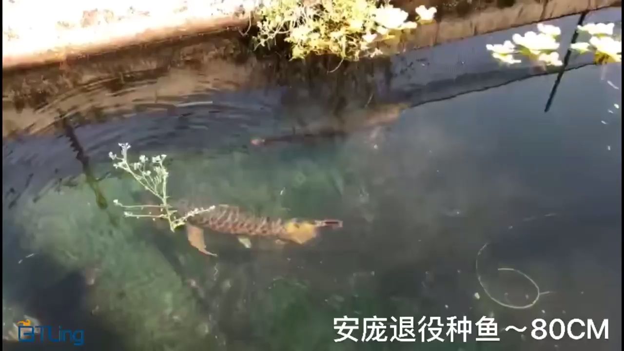 巨物安龐原龍 觀賞魚論壇