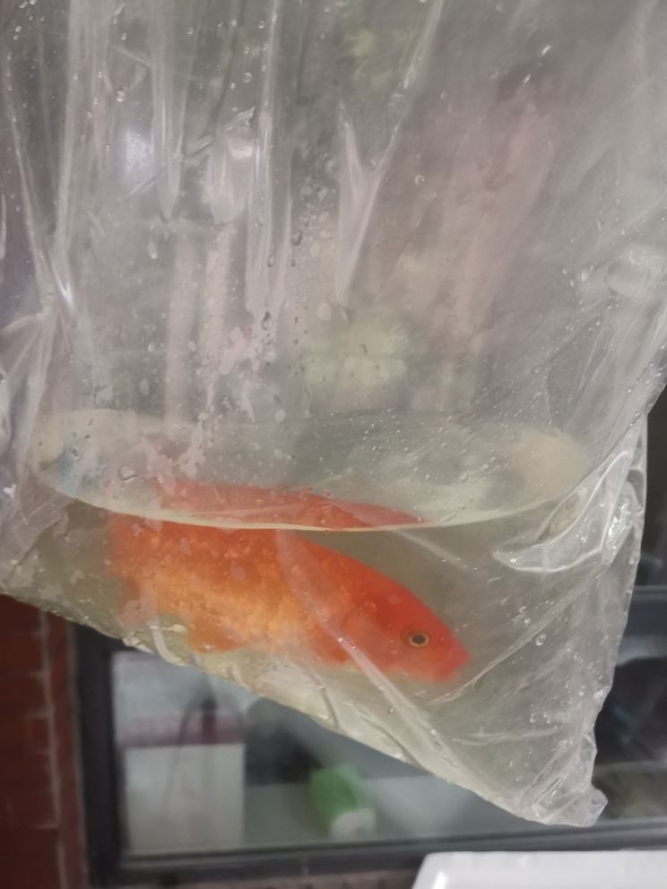 添五條小魚 觀賞魚論壇 第3張