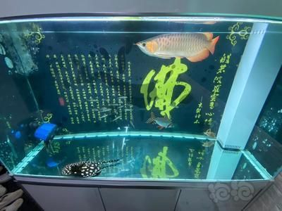 龍魚不愛游動躲缸角