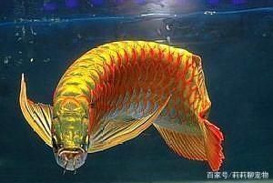 紅龍魚畫法教程簡單 龍魚百科