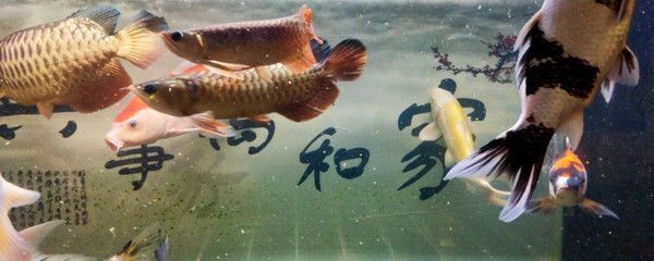 給龍魚起名字怎么起 龍魚百科