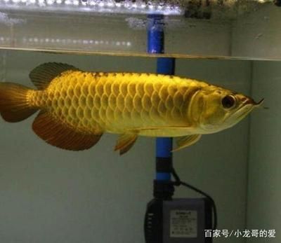 金龍魚有什么品種 龍魚百科