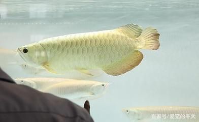 家養(yǎng)的龍魚死了可以吃嗎有毒嗎 龍魚百科