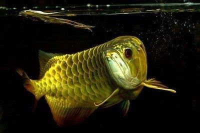 龍魚(yú)的寓意和象征 龍魚(yú)百科