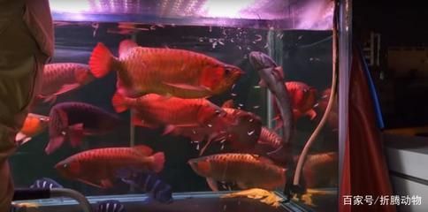 和紅龍魚混養(yǎng)的高端魚