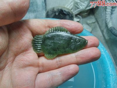 古典翡翠金龍魚價(jià)格 龍魚百科