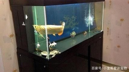 龍魚(yú)的魚(yú)缸要求 龍魚(yú)百科