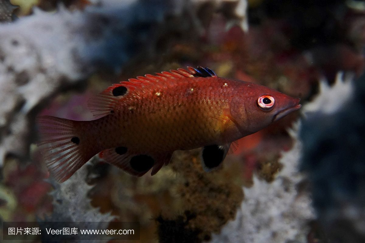 紅龍是什么海魚