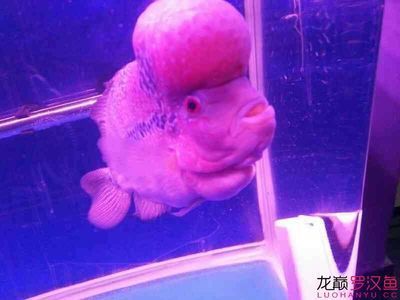 龍魚(yú)不愛(ài)動(dòng)是怎么了原因