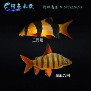 龍魚的高端配魚 龍魚百科