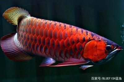 紅龍魚(yú)品相圖解大全集