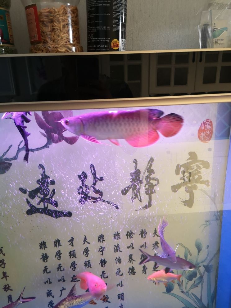 是不是溶鱗？？ 觀賞魚(yú)論壇