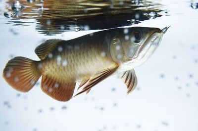 龍魚(yú)吃飼料好還是吃小魚(yú)好吃一點(diǎn)呢