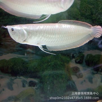 龍魚吃什么活魚好吃 龍魚百科