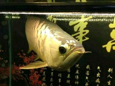 觀賞金龍魚價格多少錢一條十斤呢 龍魚百科