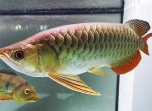 龍魚(yú)低溫多久會(huì)死亡 龍魚(yú)百科