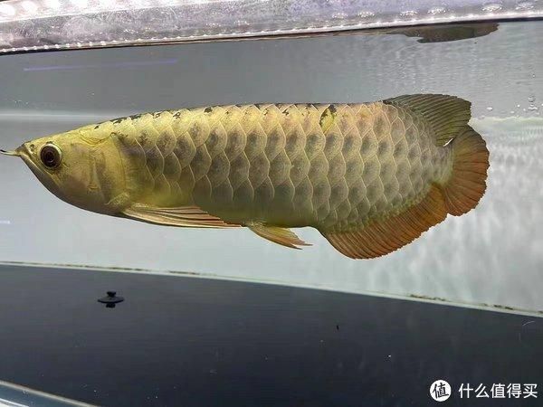 金龍魚吃什么發(fā)色比較快