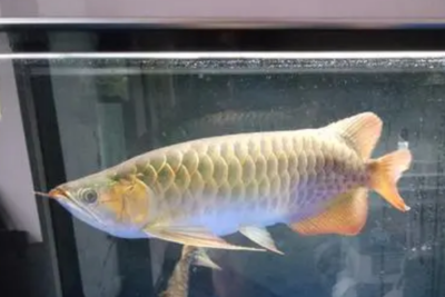 龍魚(yú)吃太飽了怎么辦