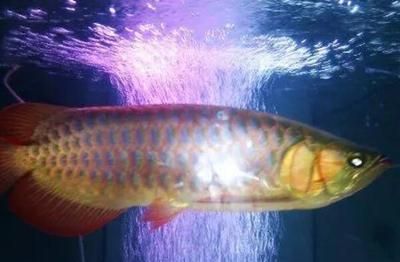 45公分紅龍魚幾天喂一次好 龍魚百科