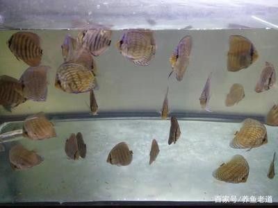 龍魚的養(yǎng)殖溫度要求是多少度