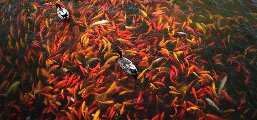 龍魚風(fēng)水學(xué)說法是什么 龍魚百科