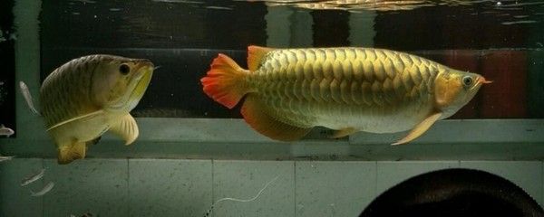 龍魚(yú)吃泥鰍多久消化 龍魚(yú)百科