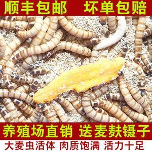 龍魚愛(ài)吃大麥蟲 龍魚百科