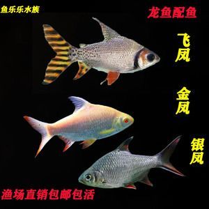 龍魚搭配泰國鯽的好處 龍魚百科