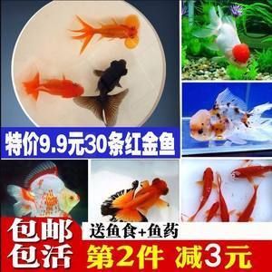 紅龍金魚多少錢一條 龍魚百科