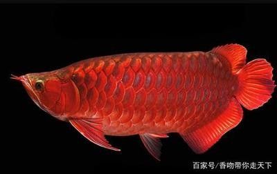 龍魚(yú)的主食是什么做的啊