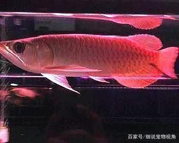 龍魚(yú)得病的表現(xiàn)是什么樣的癥狀 龍魚(yú)百科