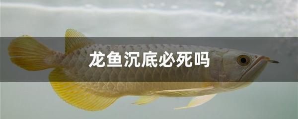 龍魚(yú)沉底翻肚子怎么回事 龍魚(yú)百科