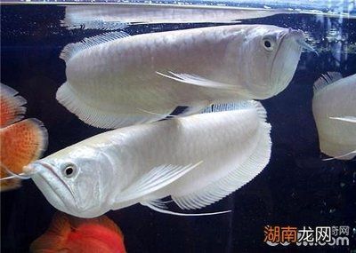 好的銀龍魚價(jià)格多少錢一條