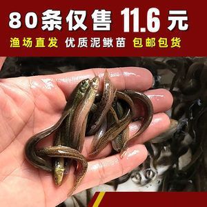 45公分的紅龍魚一天喂多少泥鰍飼料