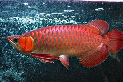 龍魚(yú)腸胃炎用什么藥 龍魚(yú)百科