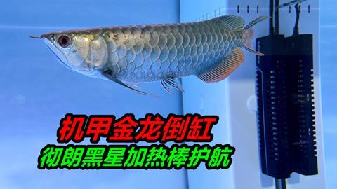 金龍魚斷尾是什么原因 龍魚百科