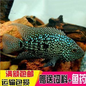 龍魚膽子小 龍魚百科