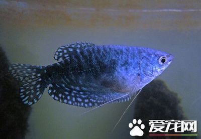 龍魚(yú)的水溫大約多少度正常呢 龍魚(yú)百科