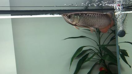 金龍魚斷須能長好嗎 龍魚百科