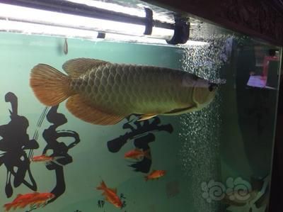 龍魚(yú)變色會(huì)不會(huì)死 龍魚(yú)百科