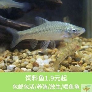 龍魚吃什么飼料魚不吃食了呢 龍魚百科