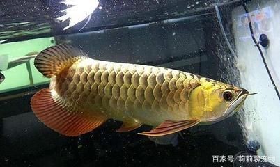 金龍魚35厘米表現(xiàn) 龍魚百科