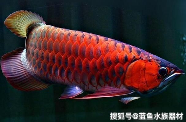 紅龍魚性格怎么樣 龍魚百科