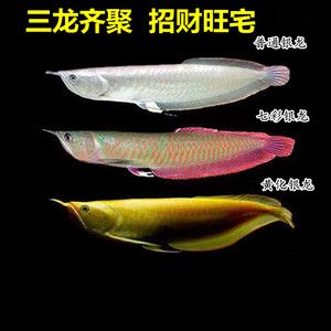 龍魚不活躍怎么辦 龍魚百科