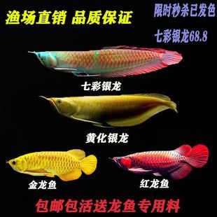 紅龍魚發(fā)黃咋回事呀 龍魚百科