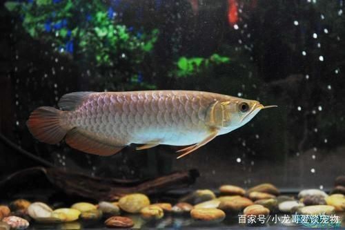 紅龍魚燒尾多久可以恢復顏色 龍魚百科