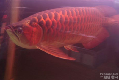 15公分左右紅龍魚 龍魚百科