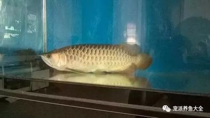 龍魚吃完?yáng)|西就趴缸