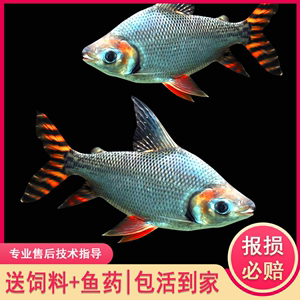 紅龍魚最佳5種配魚 龍魚百科