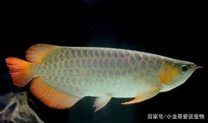 龍魚吃土霉素能吃死嗎